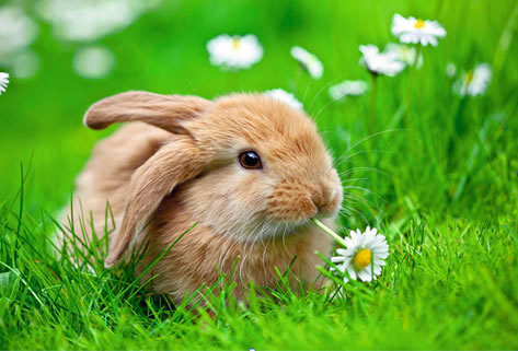 Fibonacci sayı dizisi ve Tavşanlar